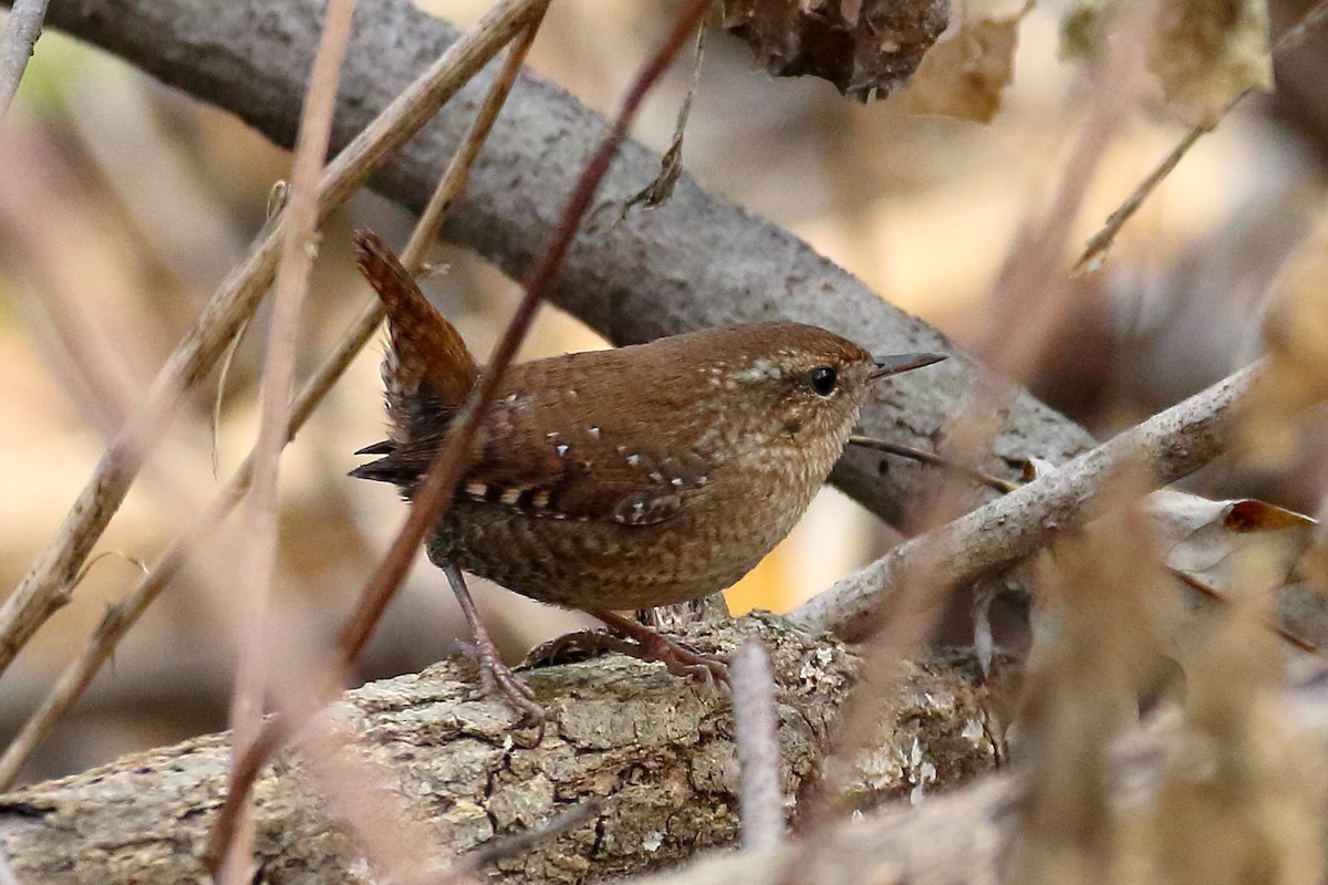 Winter Wren - ML611237401