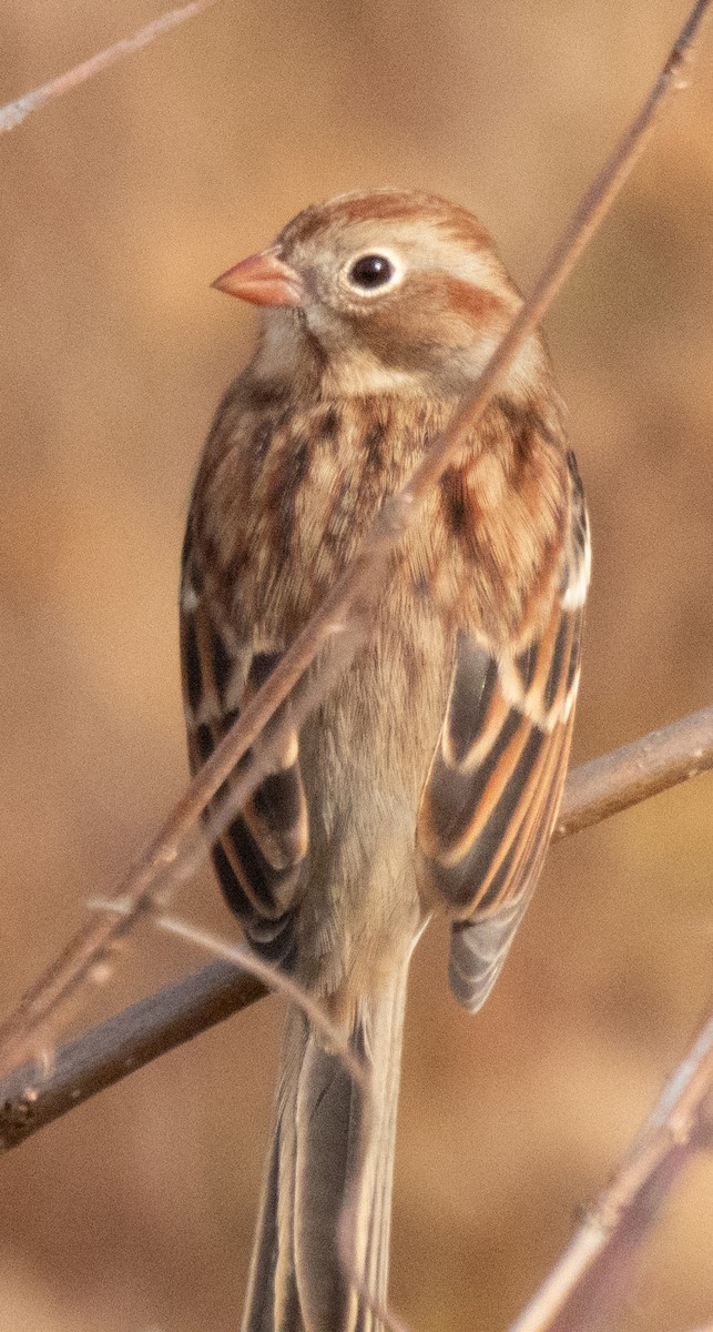 Field Sparrow - ML611237618