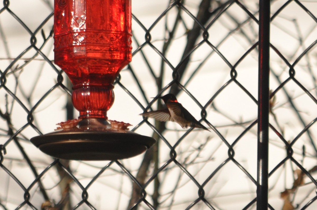 Рубиновогорлый колибри - ML611237673