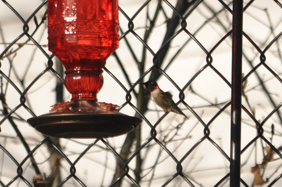 Colibri à gorge rubis - ML611237728