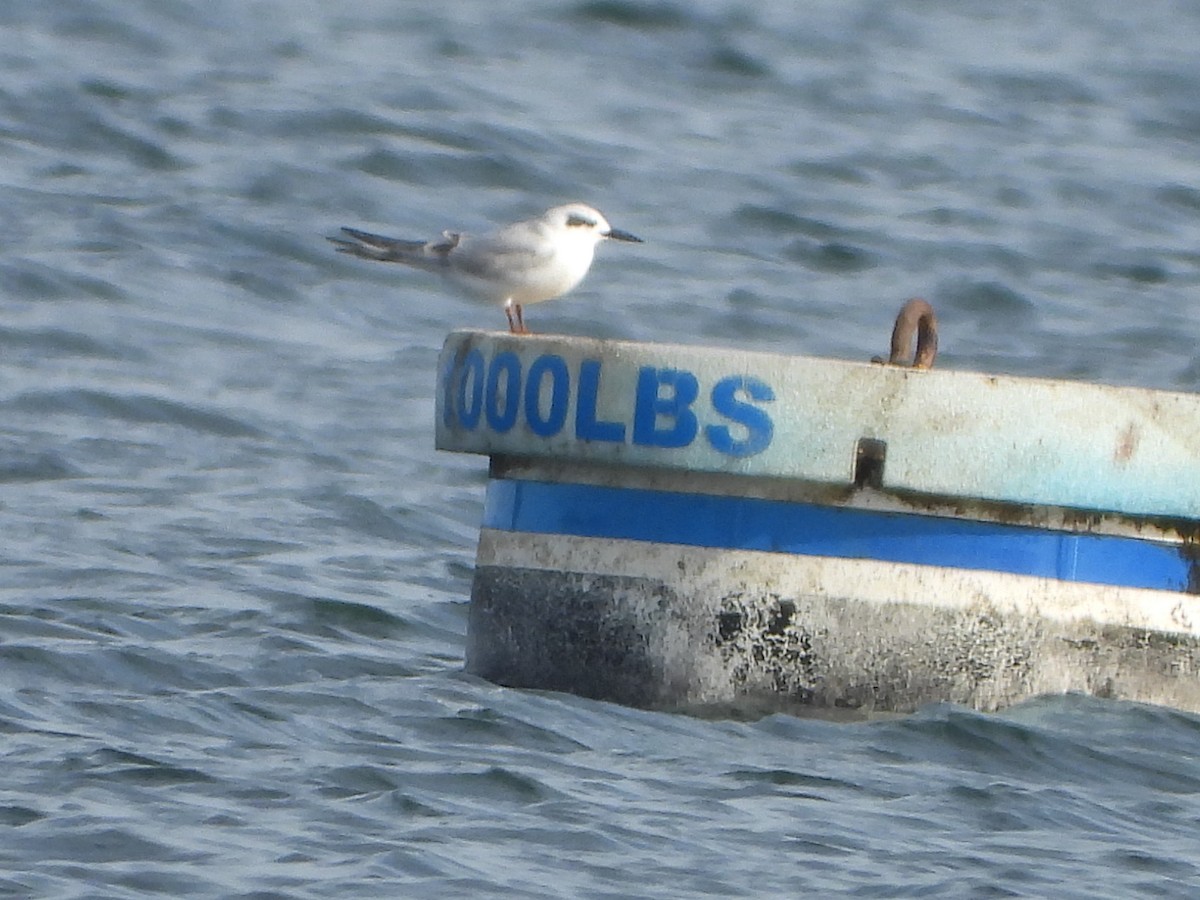 Forster's Tern - ML611237795