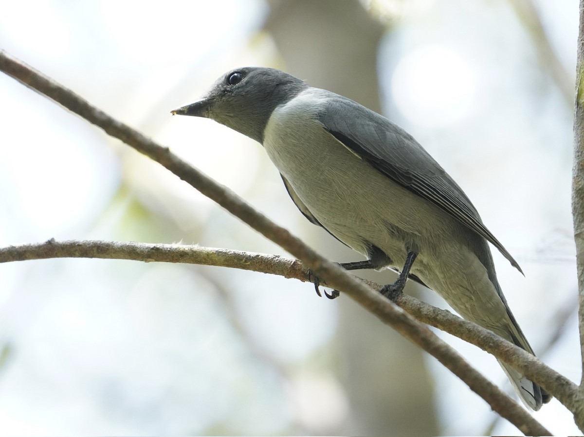 Madagascar Cuckooshrike - ML611237806