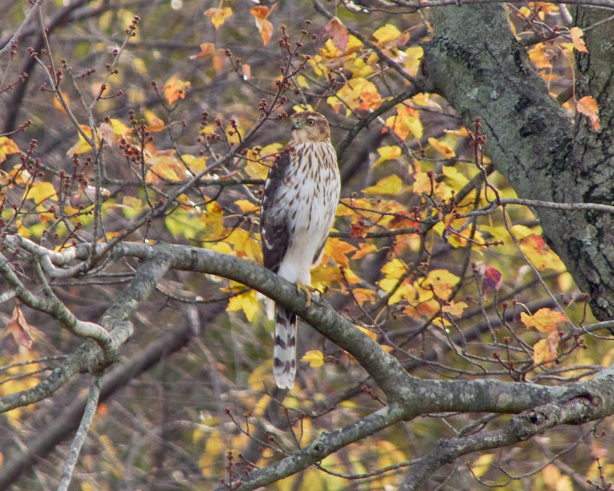 Cooper's Hawk - ML611237812