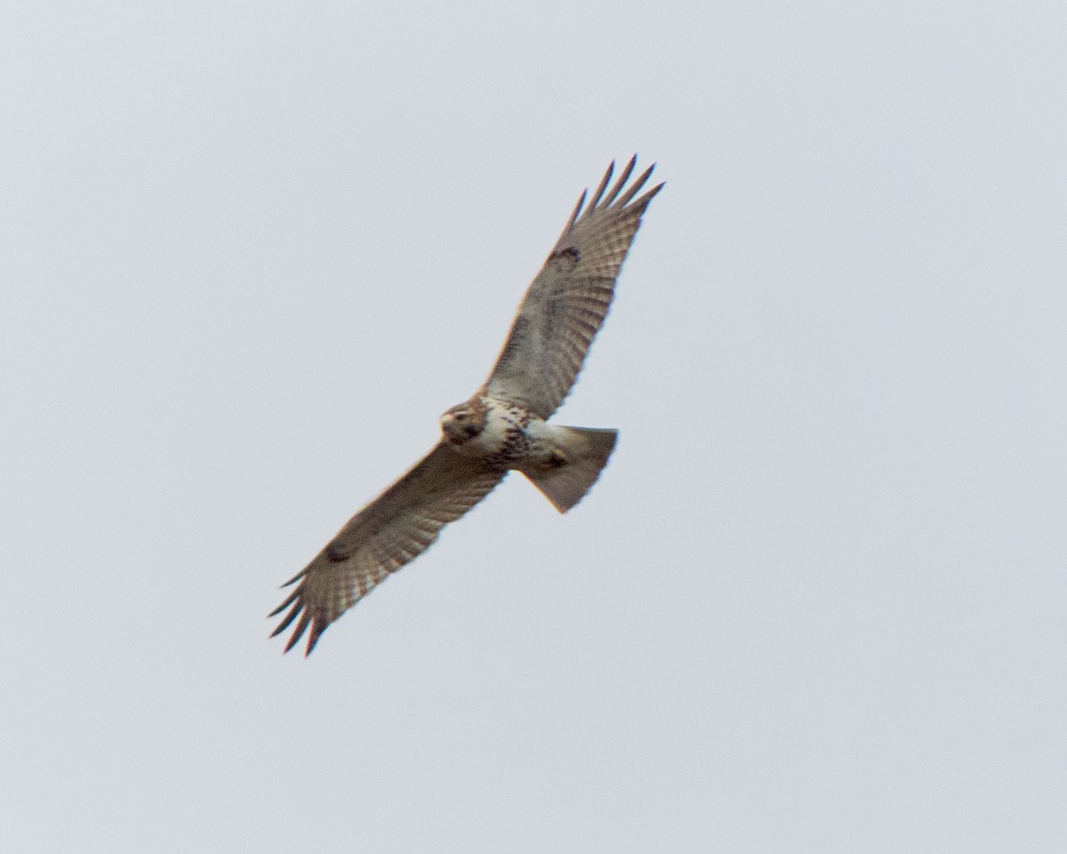 Red-tailed Hawk - ML611237818