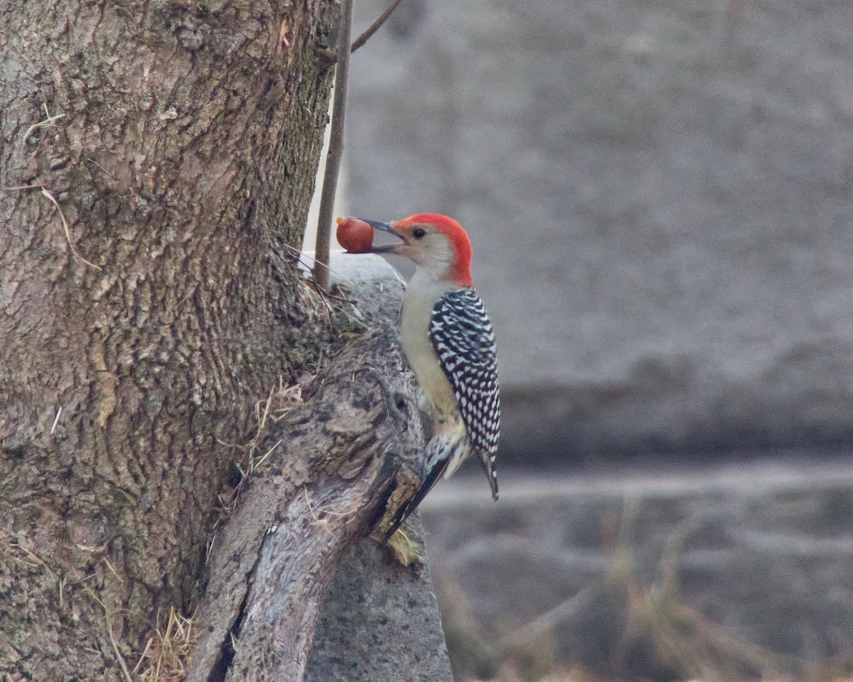 Red-bellied Woodpecker - ML611237822