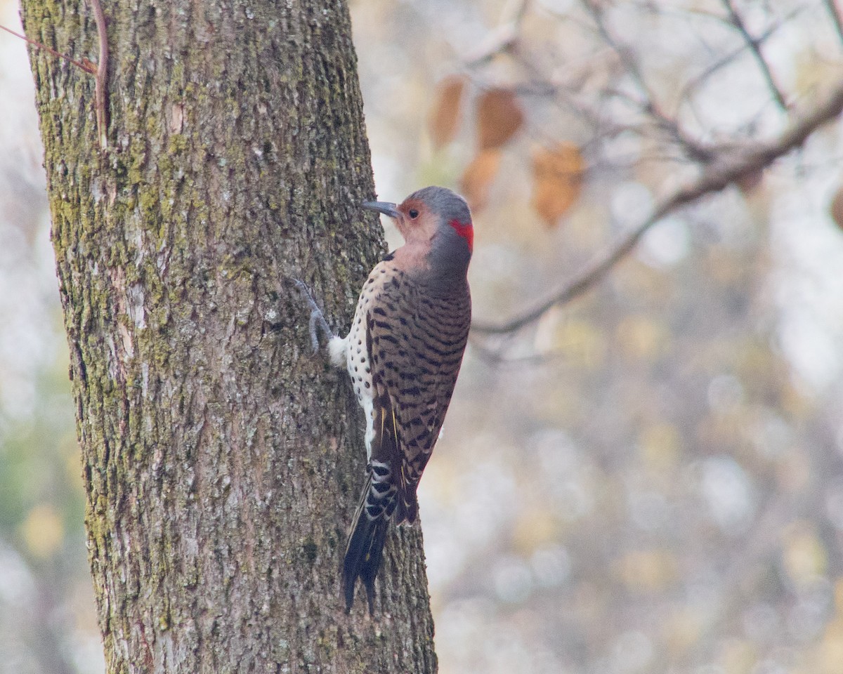 Northern Flicker - ML611237835