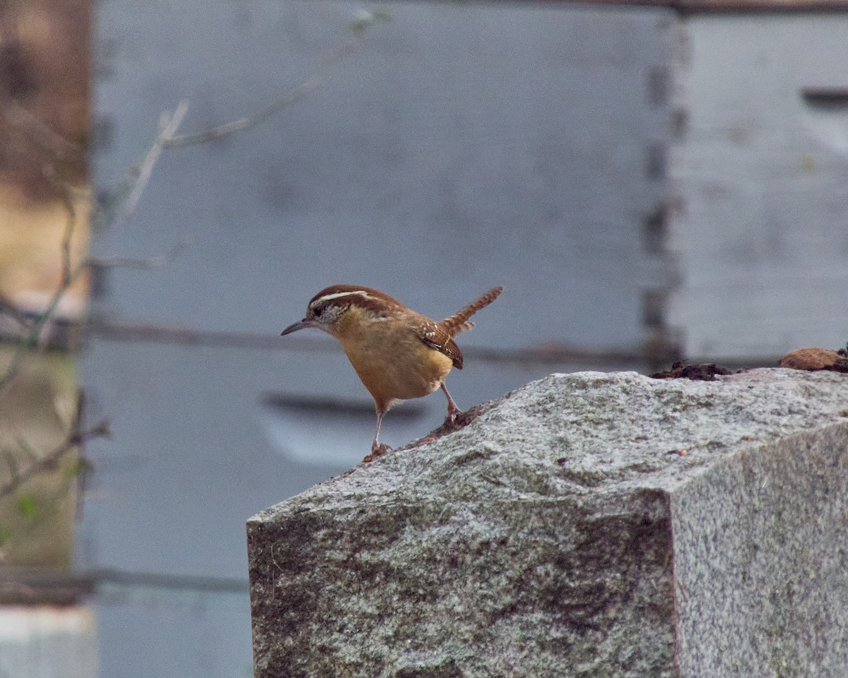 Carolina Wren - ML611237843