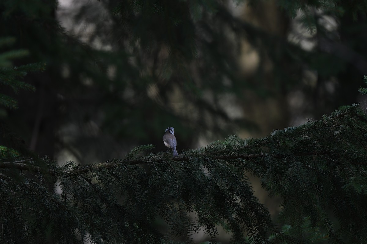 Crested Tit - ML611237844