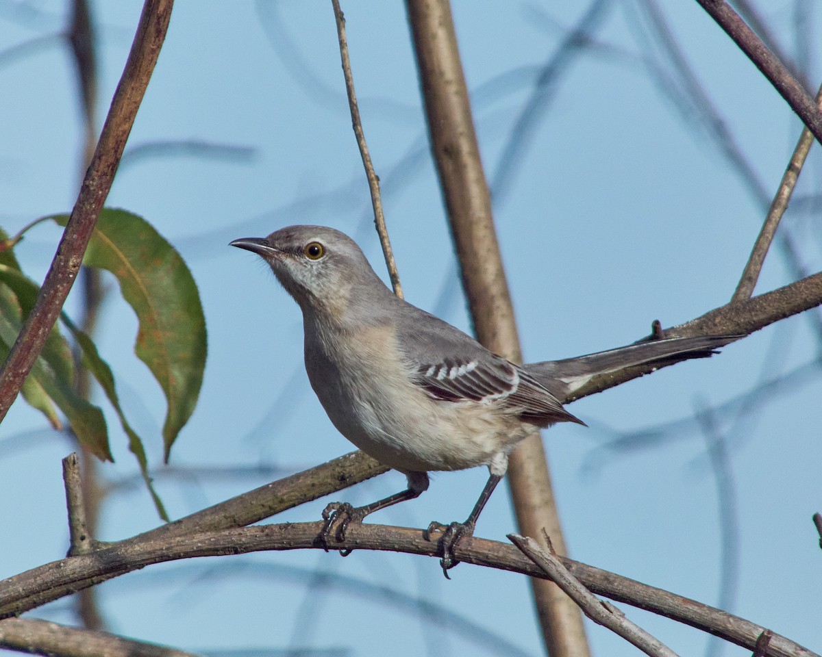 Northern Mockingbird - ML611237861