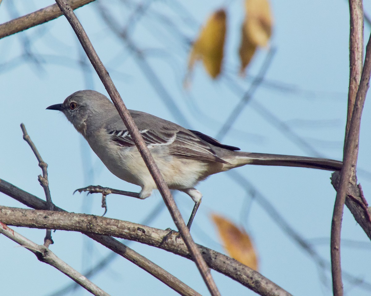 Northern Mockingbird - ML611237863