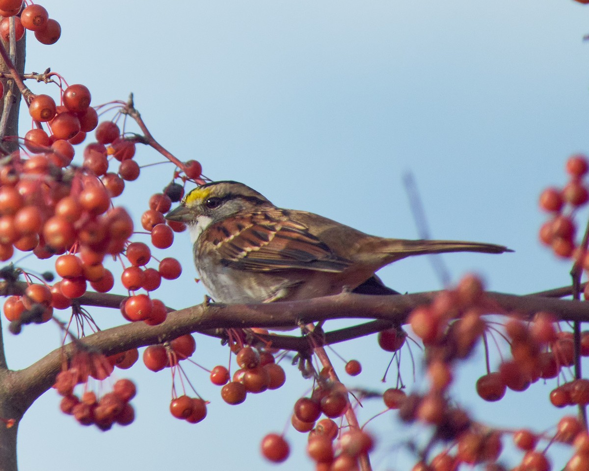 White-throated Sparrow - ML611237867