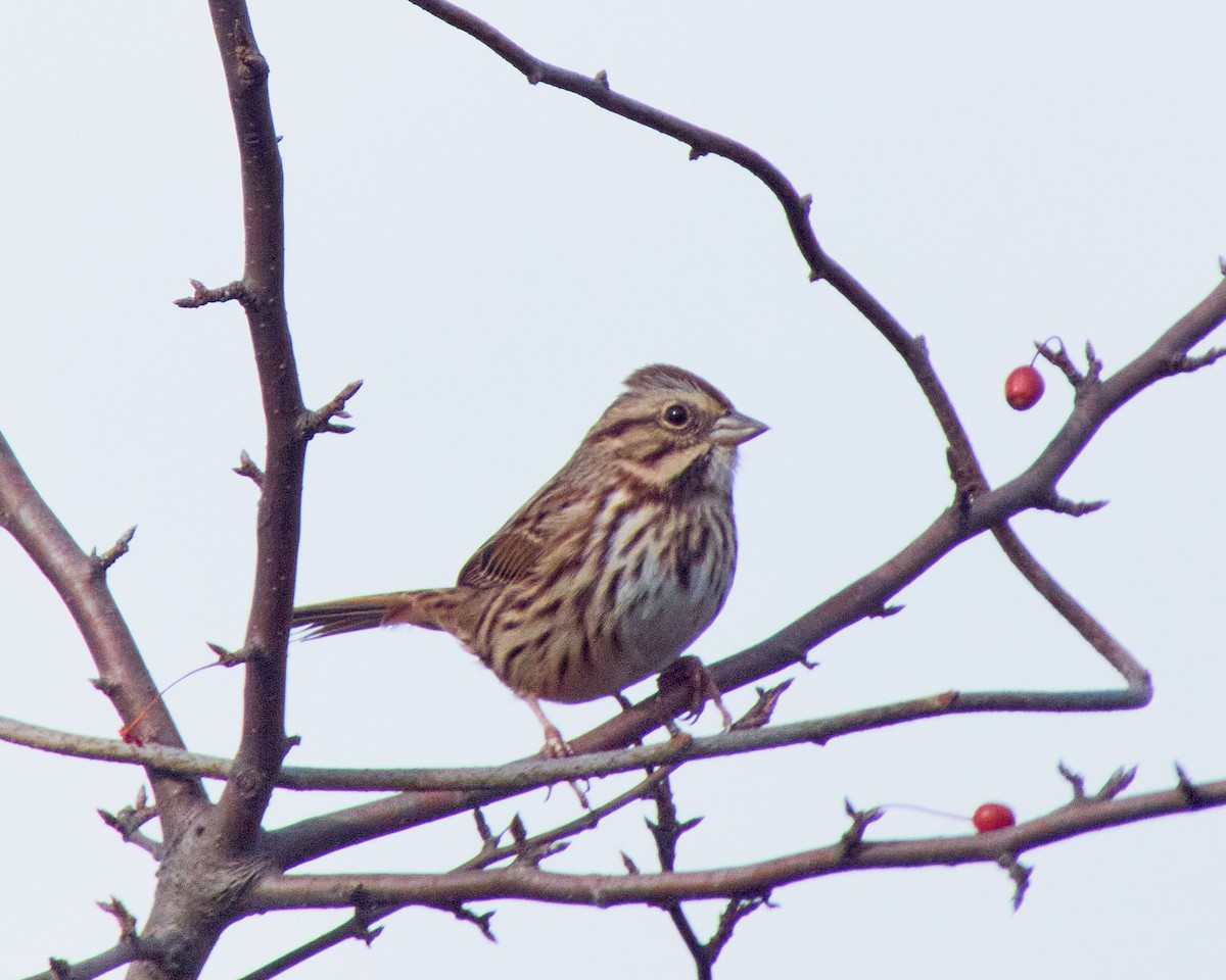 Song Sparrow - ML611237872