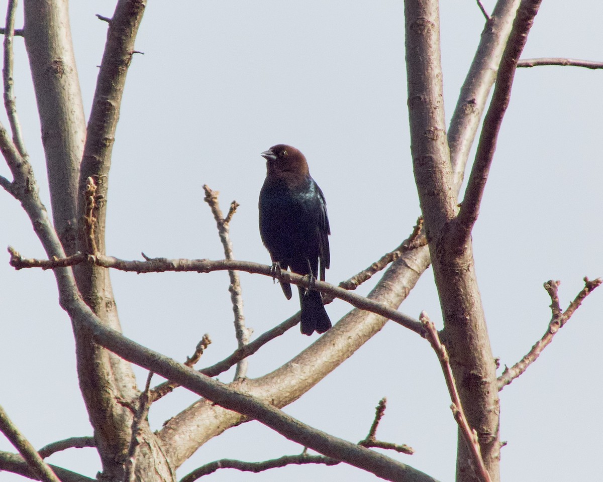 Brown-headed Cowbird - ML611237874