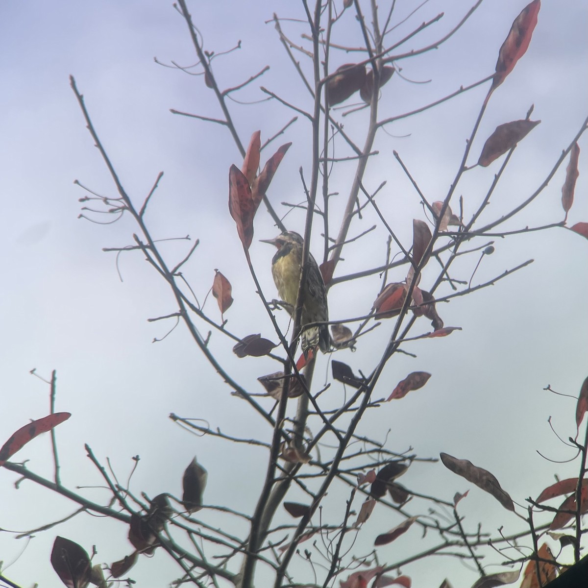 Yellow-bellied Sapsucker - ML611237875