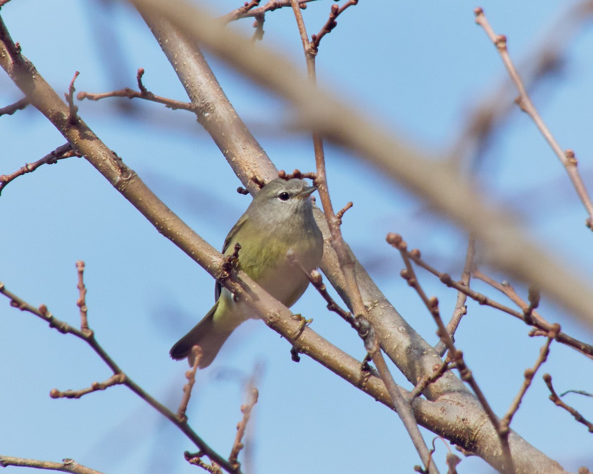 Orange-crowned Warbler - ML611237877