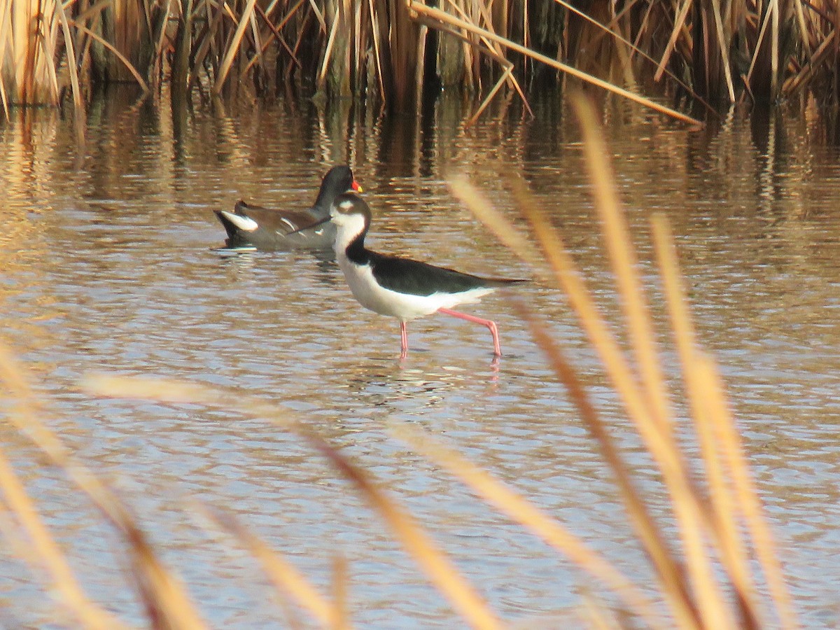 Black-necked Stilt - ML611237938