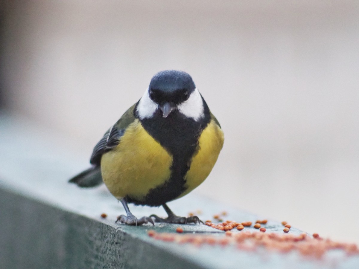 Mésange charbonnière - ML611238005