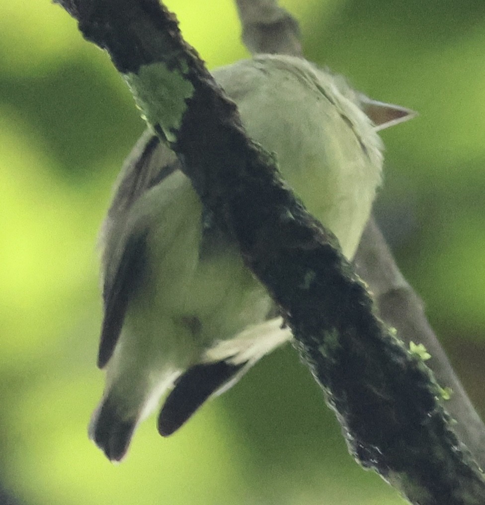 Dwarf Tyrant-Manakin - Hanan Jacoby