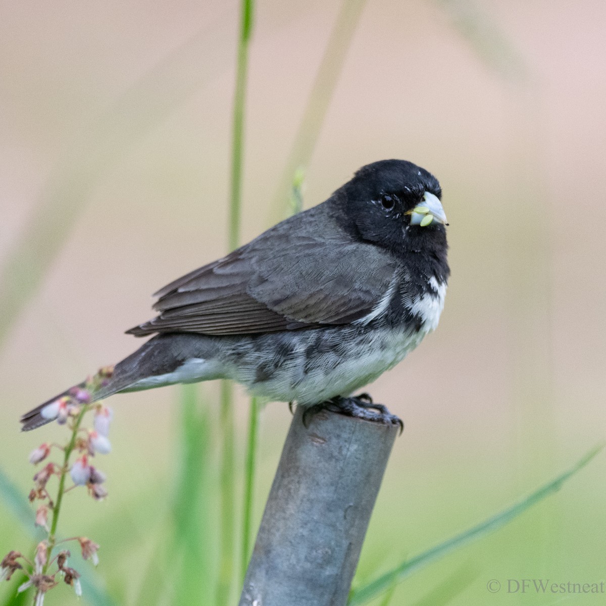 Dubois's Seedeater - ML611238052