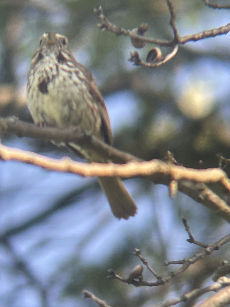 Song Sparrow - ML611238119