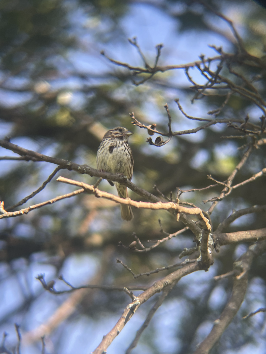 Song Sparrow - ML611238121