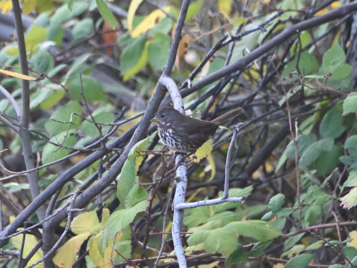 Fox Sparrow - ML611238122