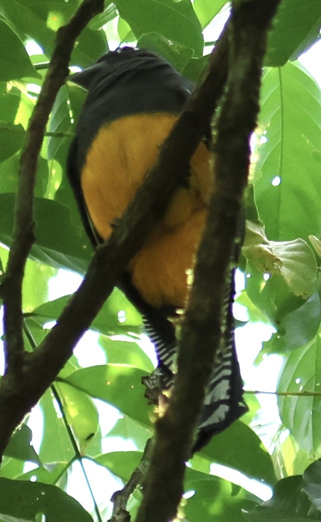 trogon zelenohřbetý - ML611238180