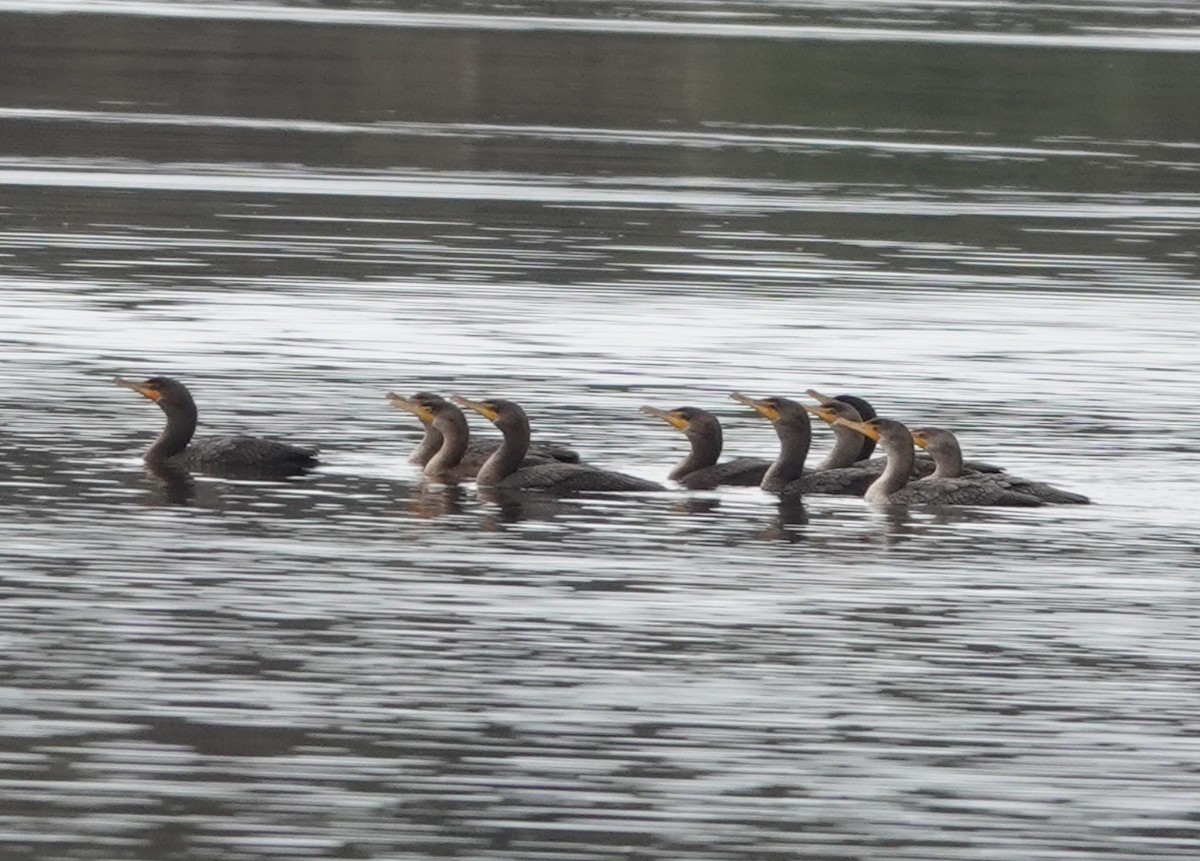 Double-crested Cormorant - ML611238303