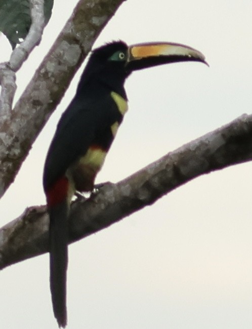 Many-banded Aracari - Hanan Jacoby