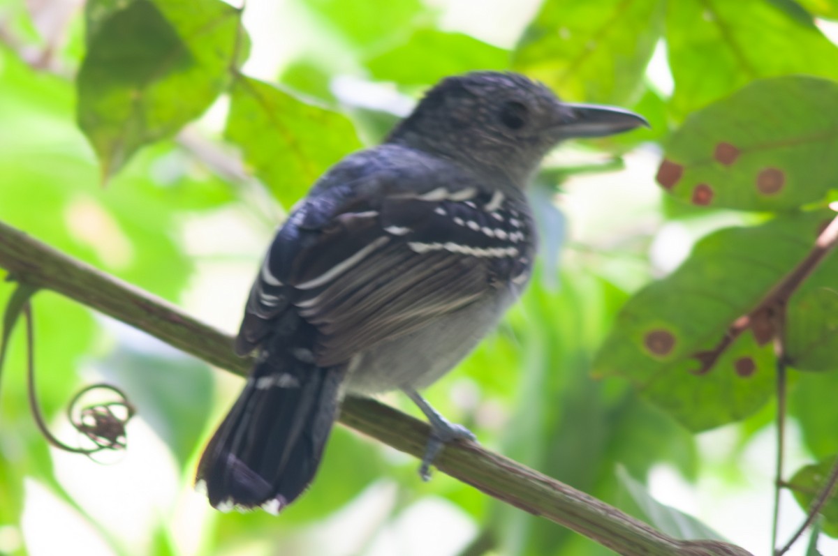 Black-crowned Antshrike - ML611238419