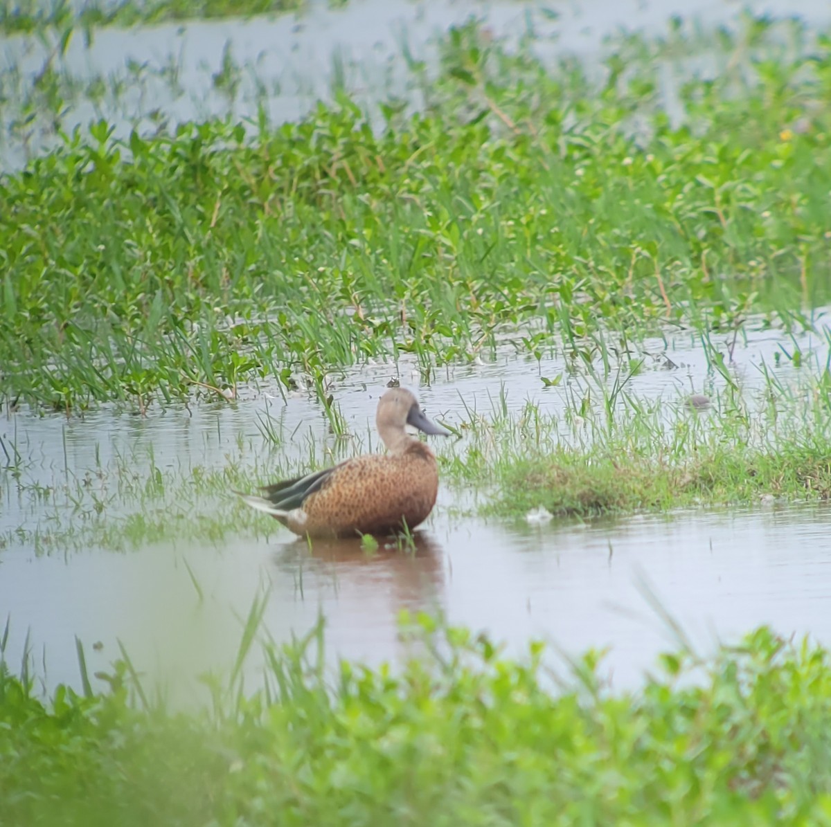 Red Shoveler - Donald Pendleton