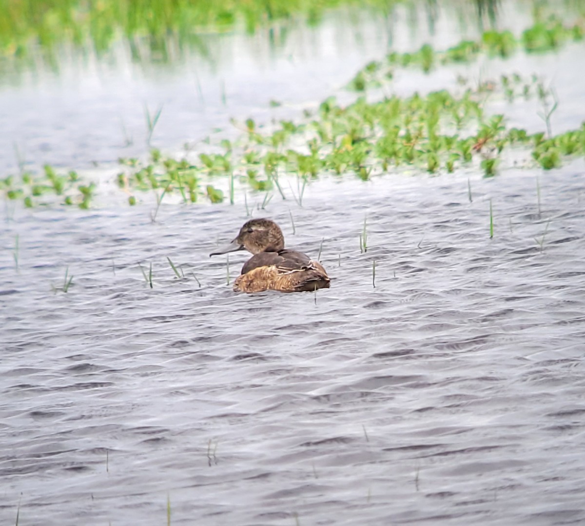 Black-headed Duck - Donald Pendleton