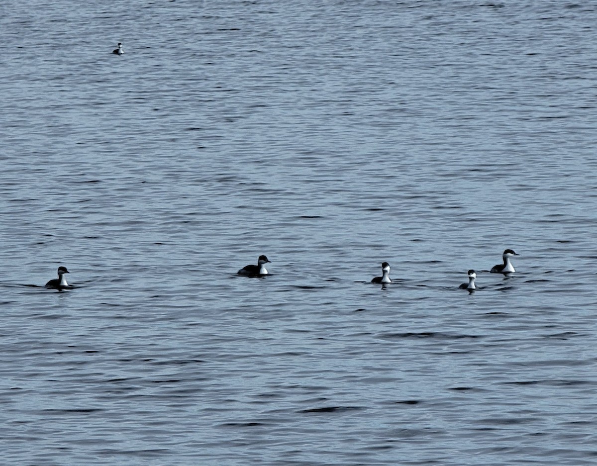 Horned Grebe - ML611238537