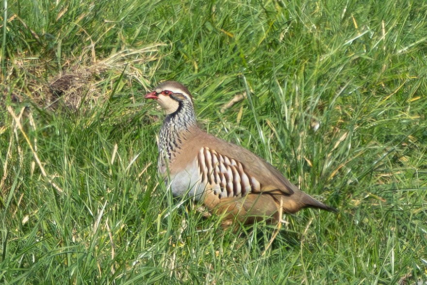 アカアシイワシャコ - ML611238558