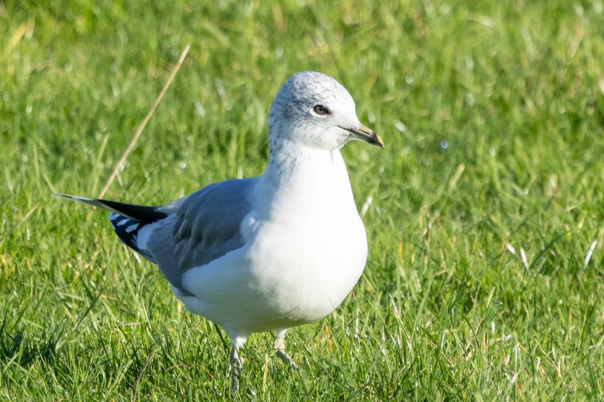 カモメ - ML611238584