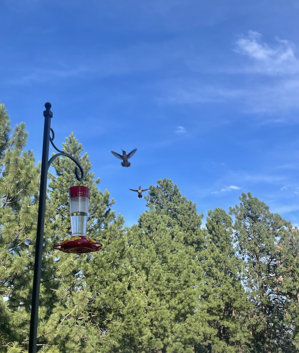 Anna's Hummingbird - ML611238605