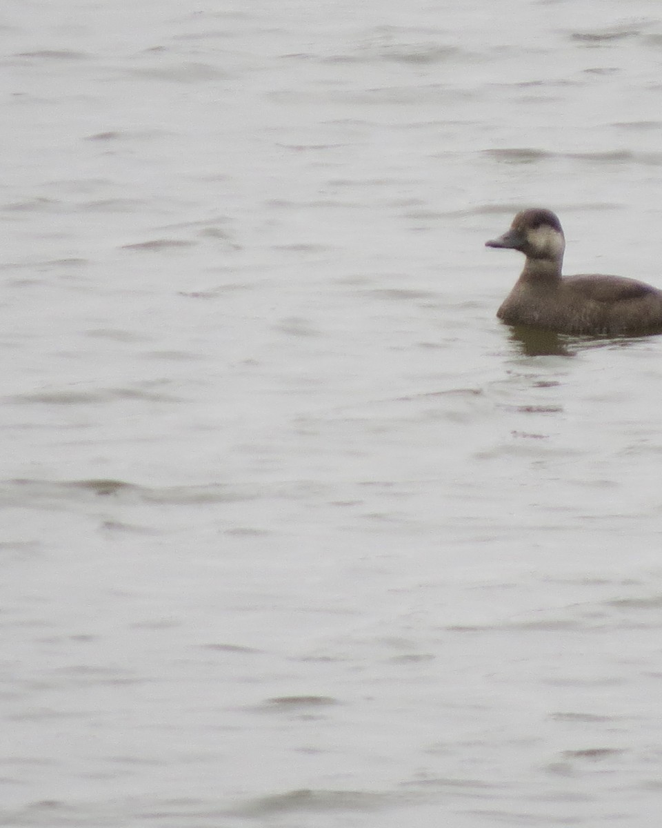 Black Scoter - Rod Lusey