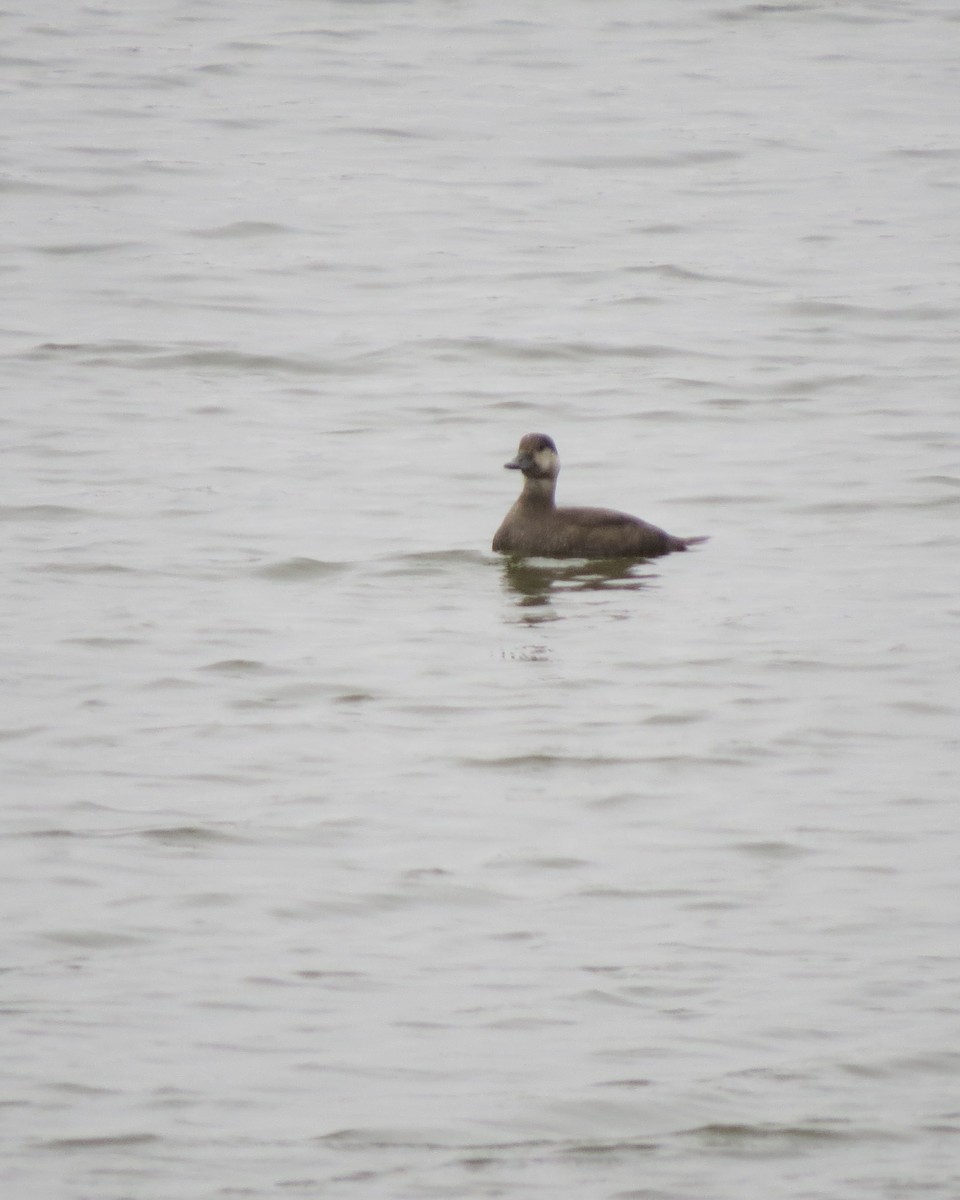 Black Scoter - Rod Lusey