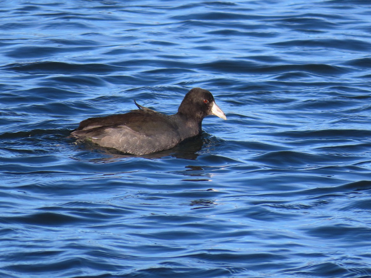 American Coot - ML611238633