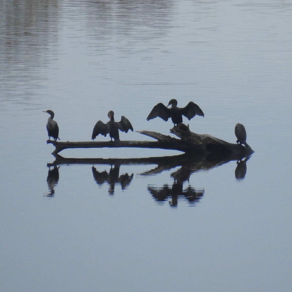 Double-crested Cormorant - ML611238662