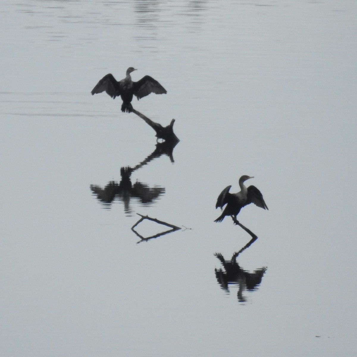 Double-crested Cormorant - ML611238665