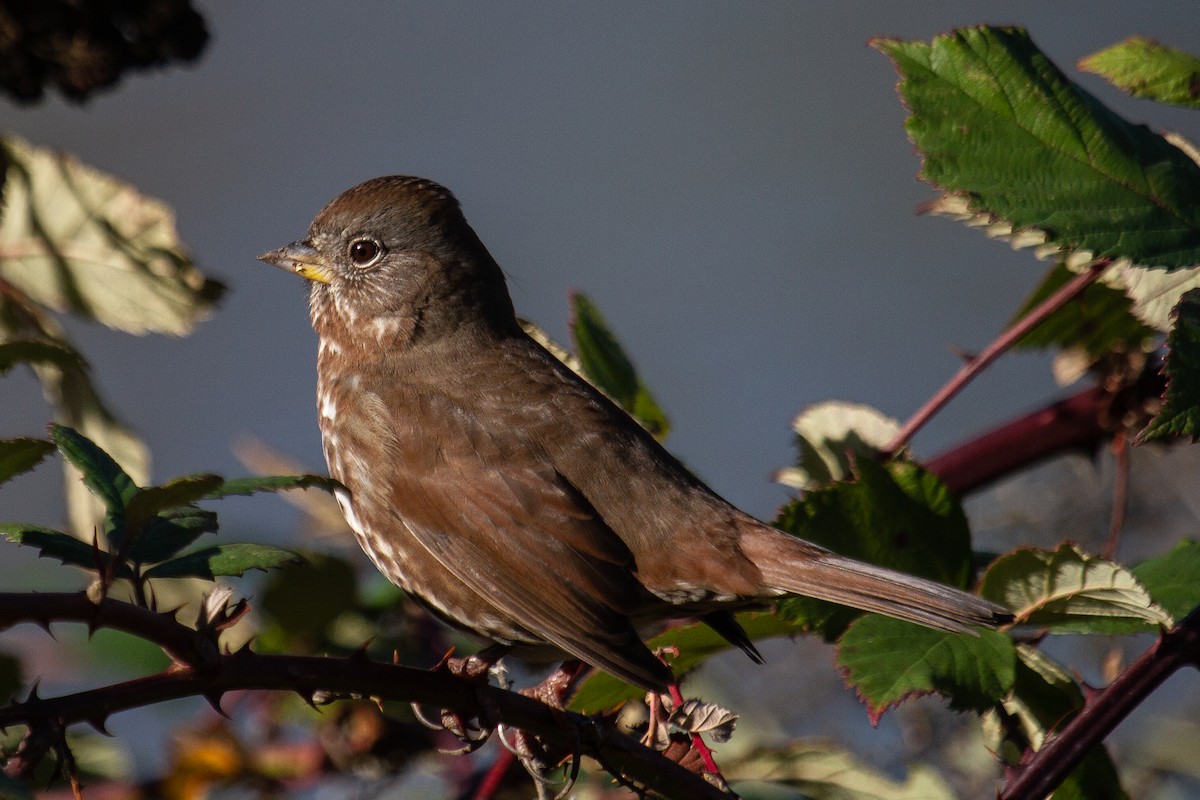 Fox Sparrow (Sooty) - Craig Tumer