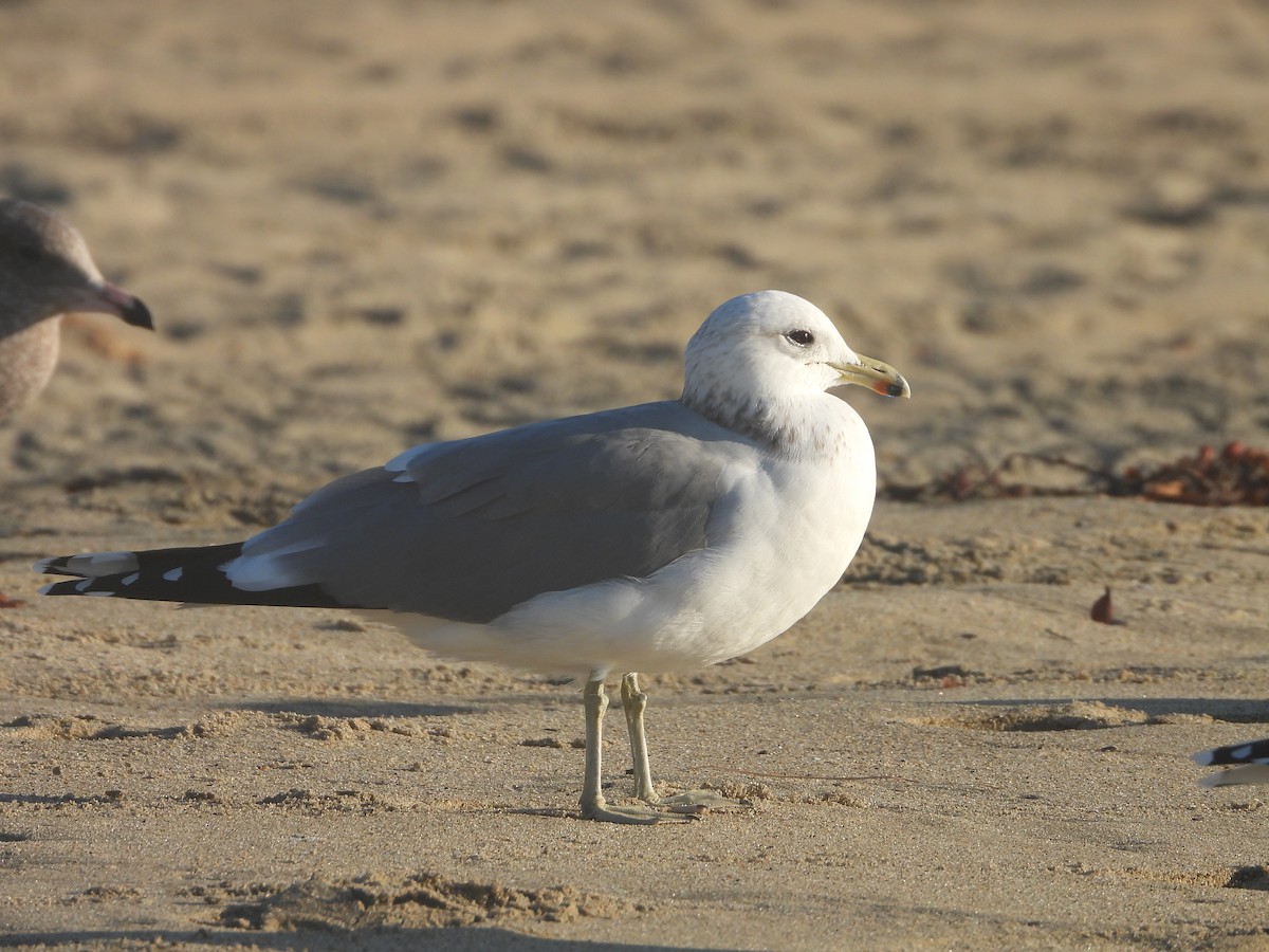 California Gull - ML611238700