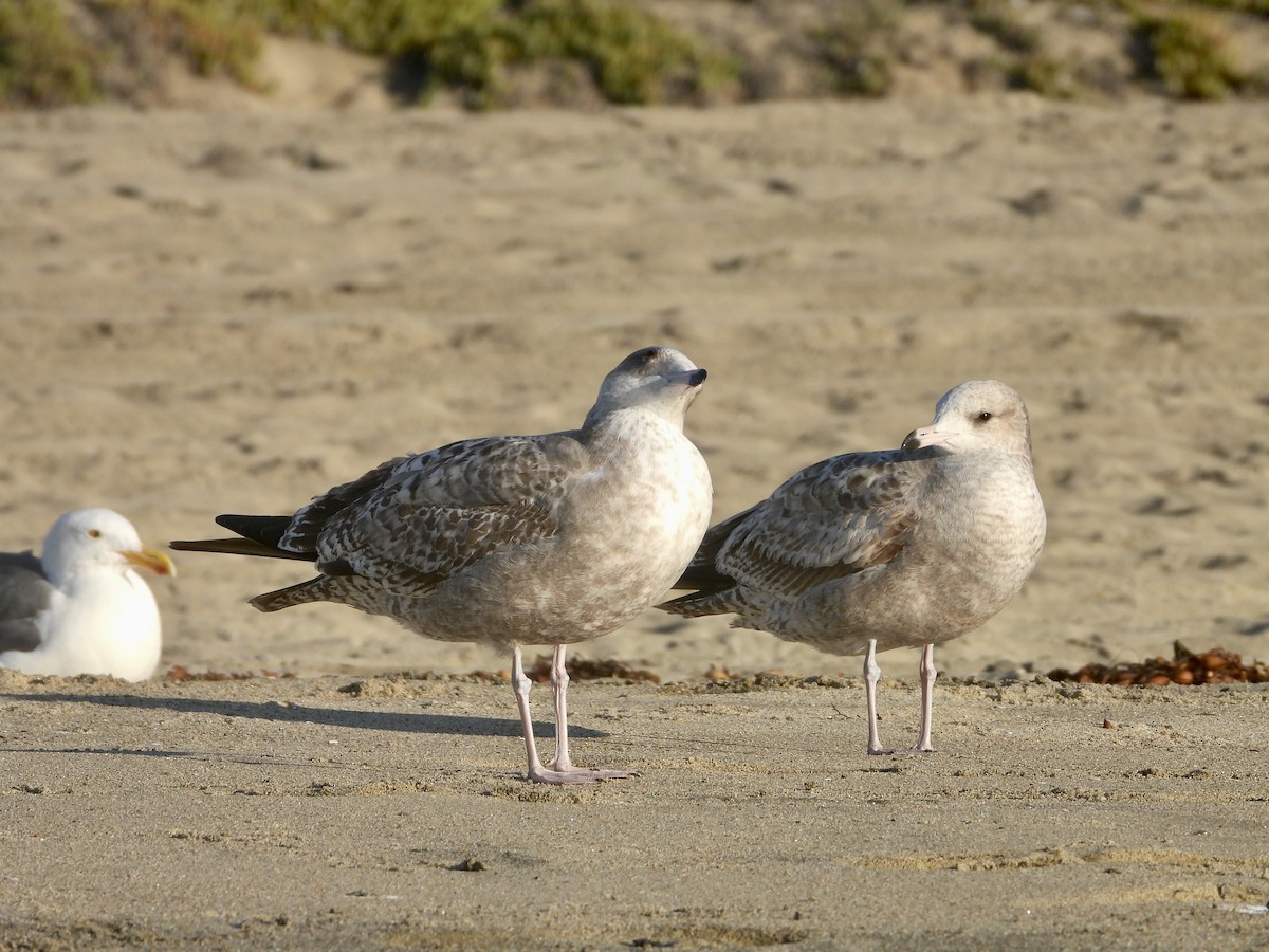 Goéland de Californie - ML611238702