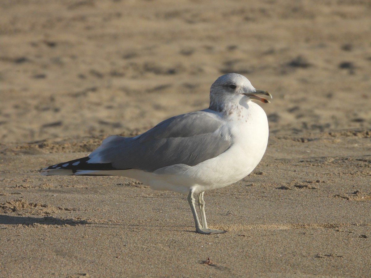 Goéland de Californie - ML611238712