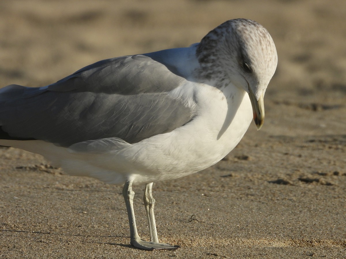 California Gull - ML611238716