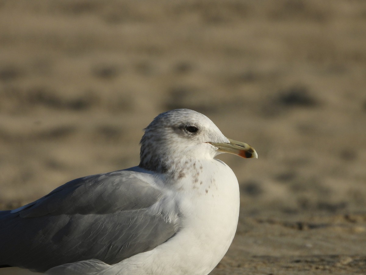 Goéland de Californie - ML611238719