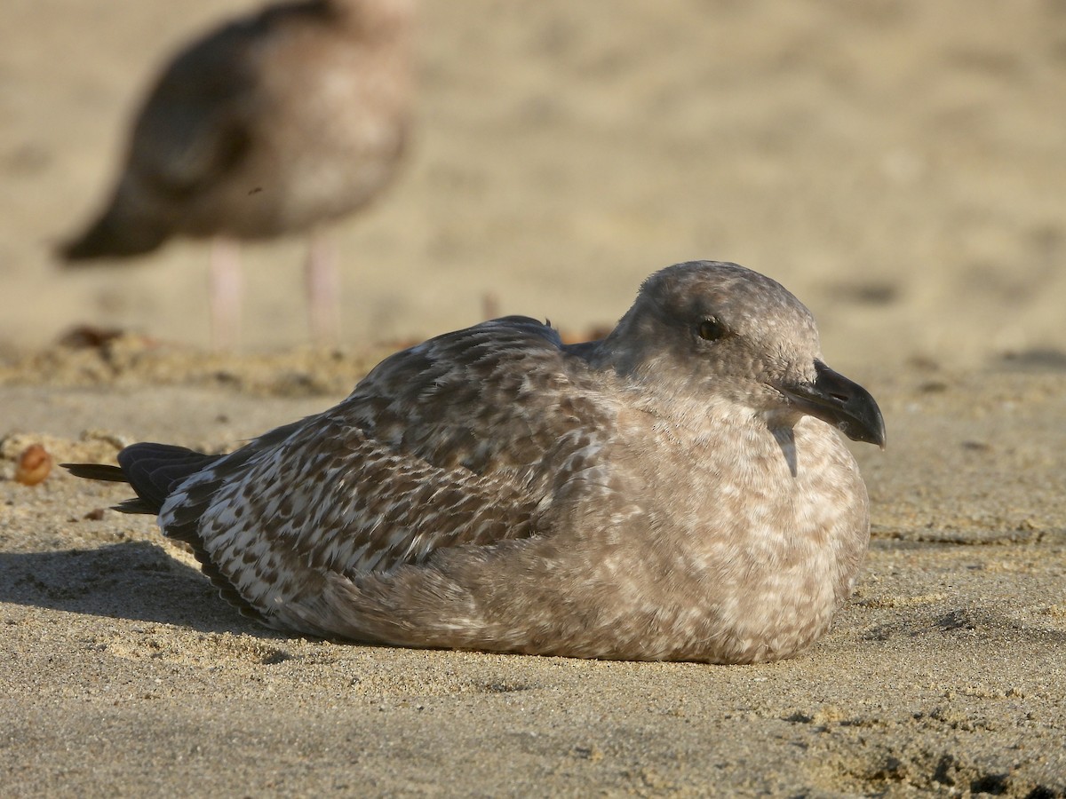 Goéland d'Audubon - ML611238720