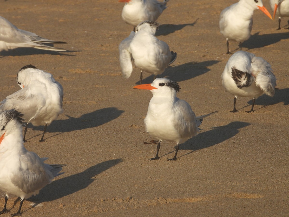 Royal Tern - ML611238738