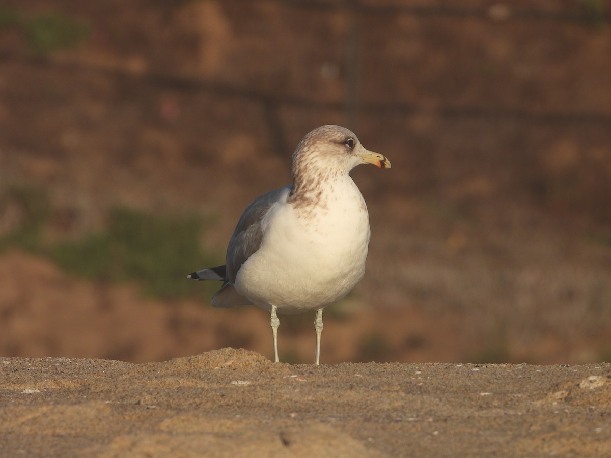 California Gull - ML611238742